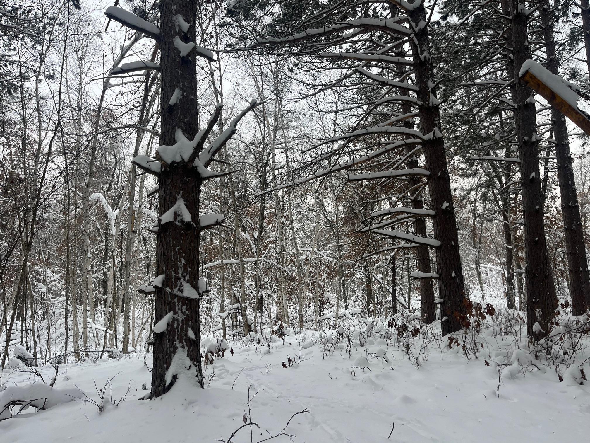 29931 Minerva Road Danbury, WI 54830 - Photo 4 of 9