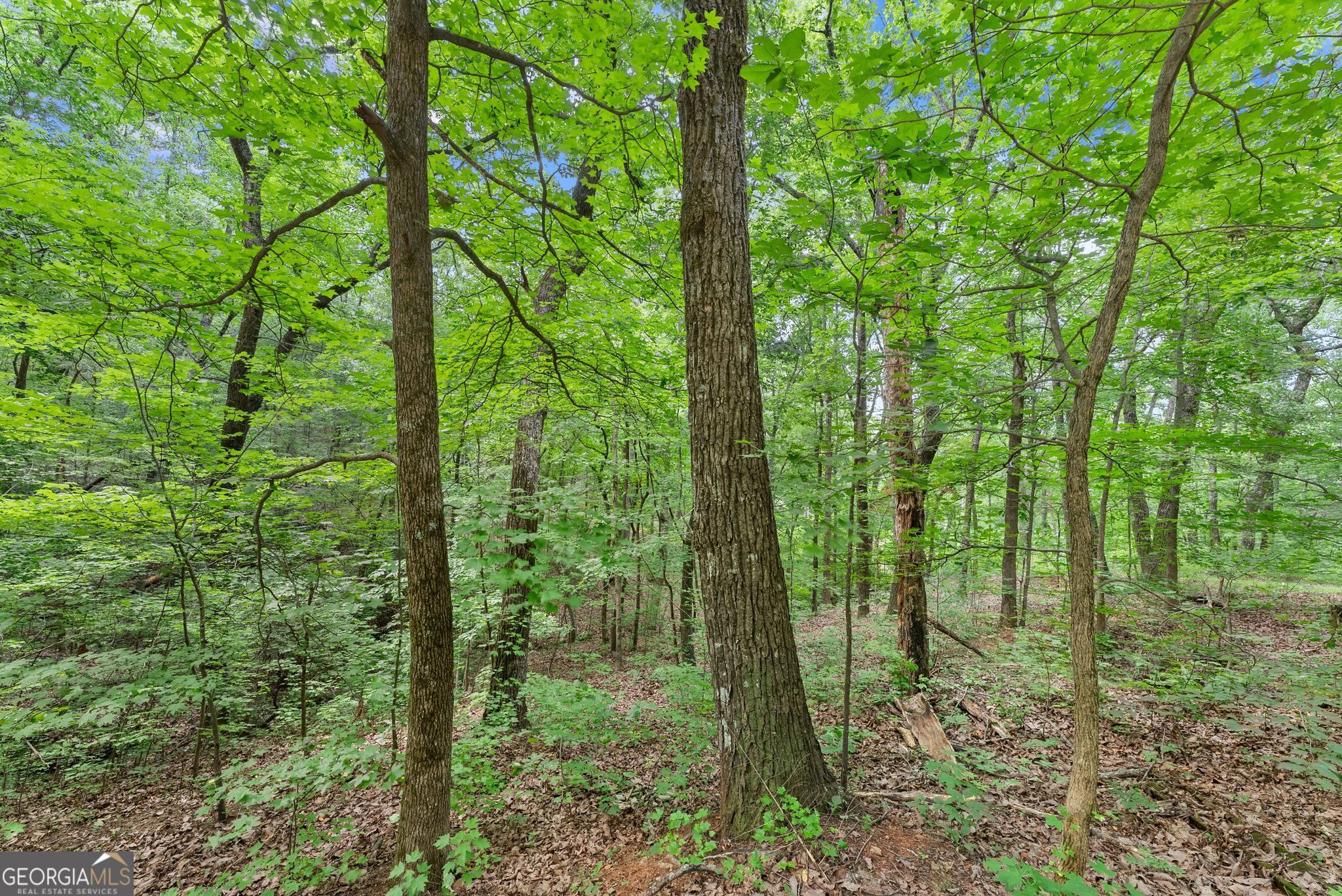 0 Wauka Ridge Road Clermont, GA 30527 - Photo 7 of 32