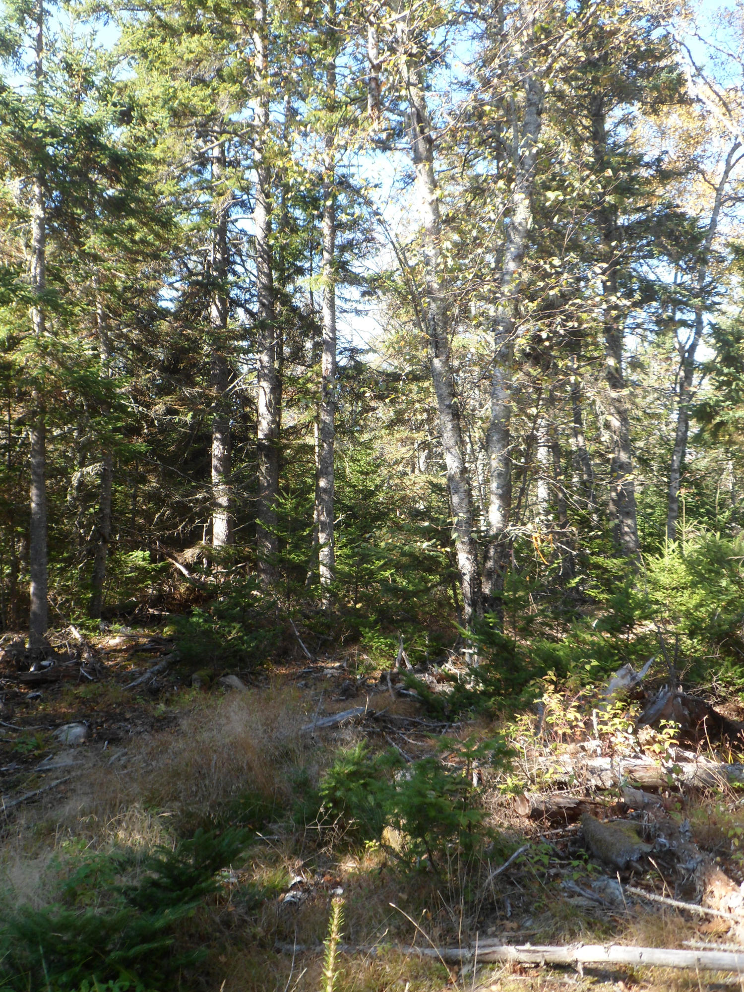 Lot 3 Pooles Hill Road Vinalhaven, ME 04863 - Photo 15 of 21 1344C7D9-6472-483E-98F6-3BC5B66AFD98_1_2