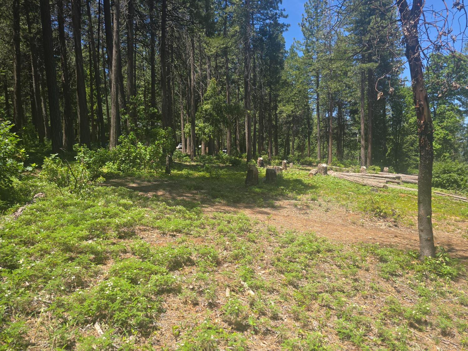 12181 Robust Way Nevada City, CA 95959 - Photo 4 of 7