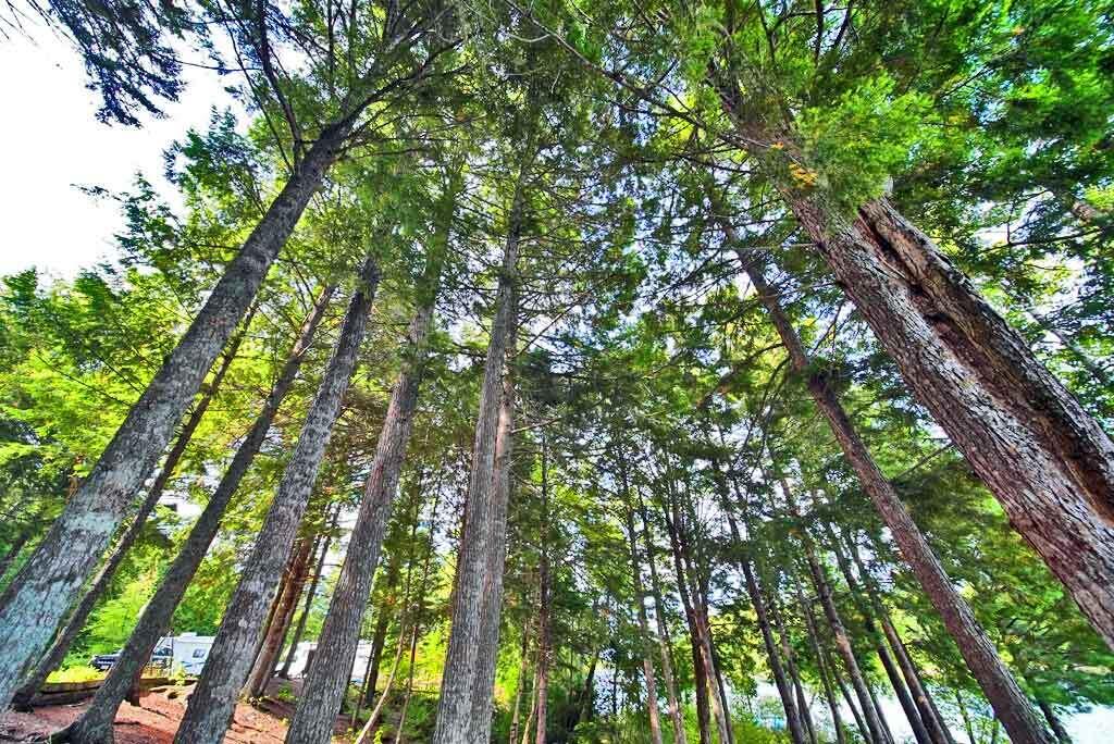 638 Sandy Beach Road Danforth, ME 04424 - Photo 92 of 94 trees-shade-east-grand