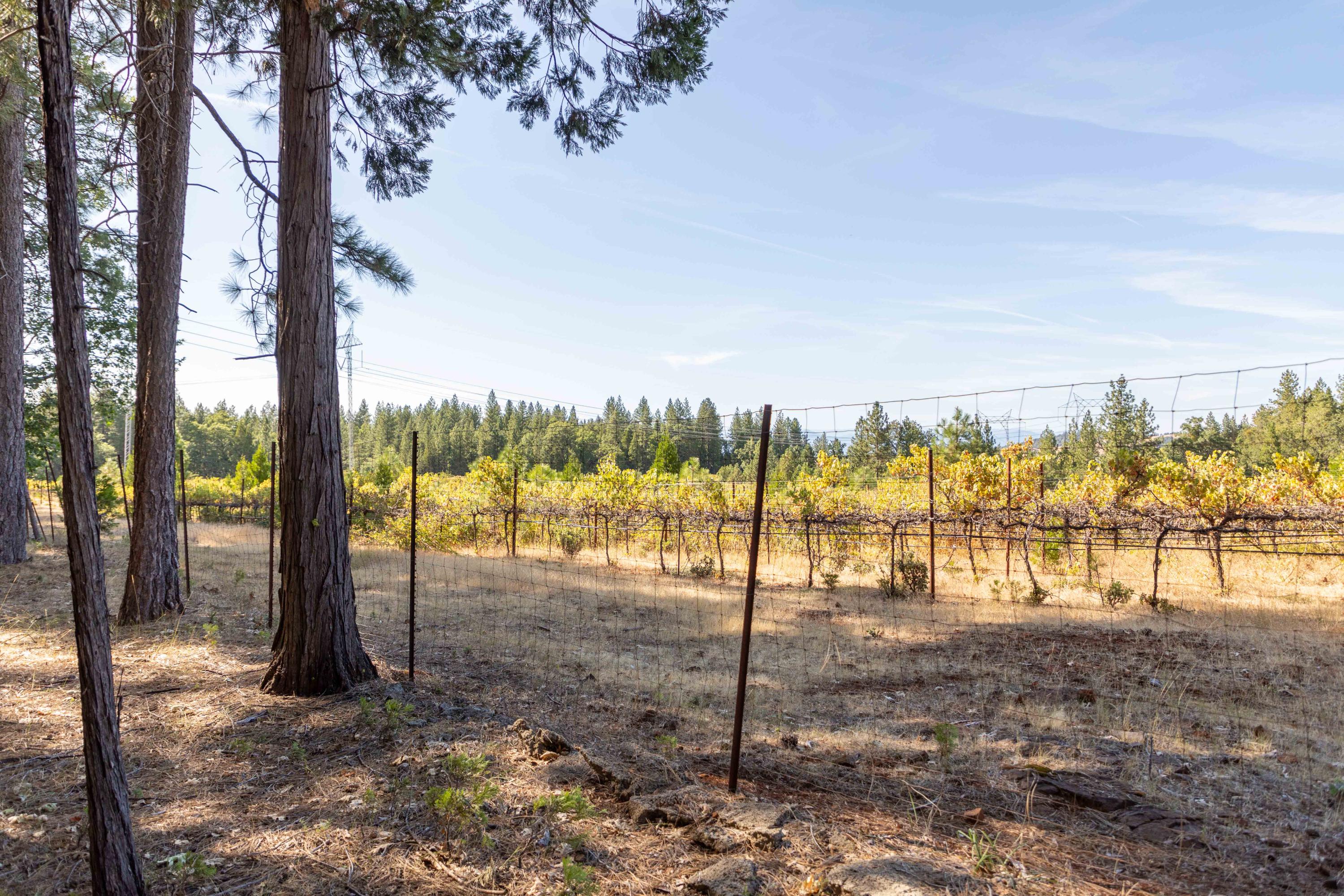 29820 Westmoore Road Shingletown, CA 96088 - Photo 46 of 49 Neighboring Vineyard