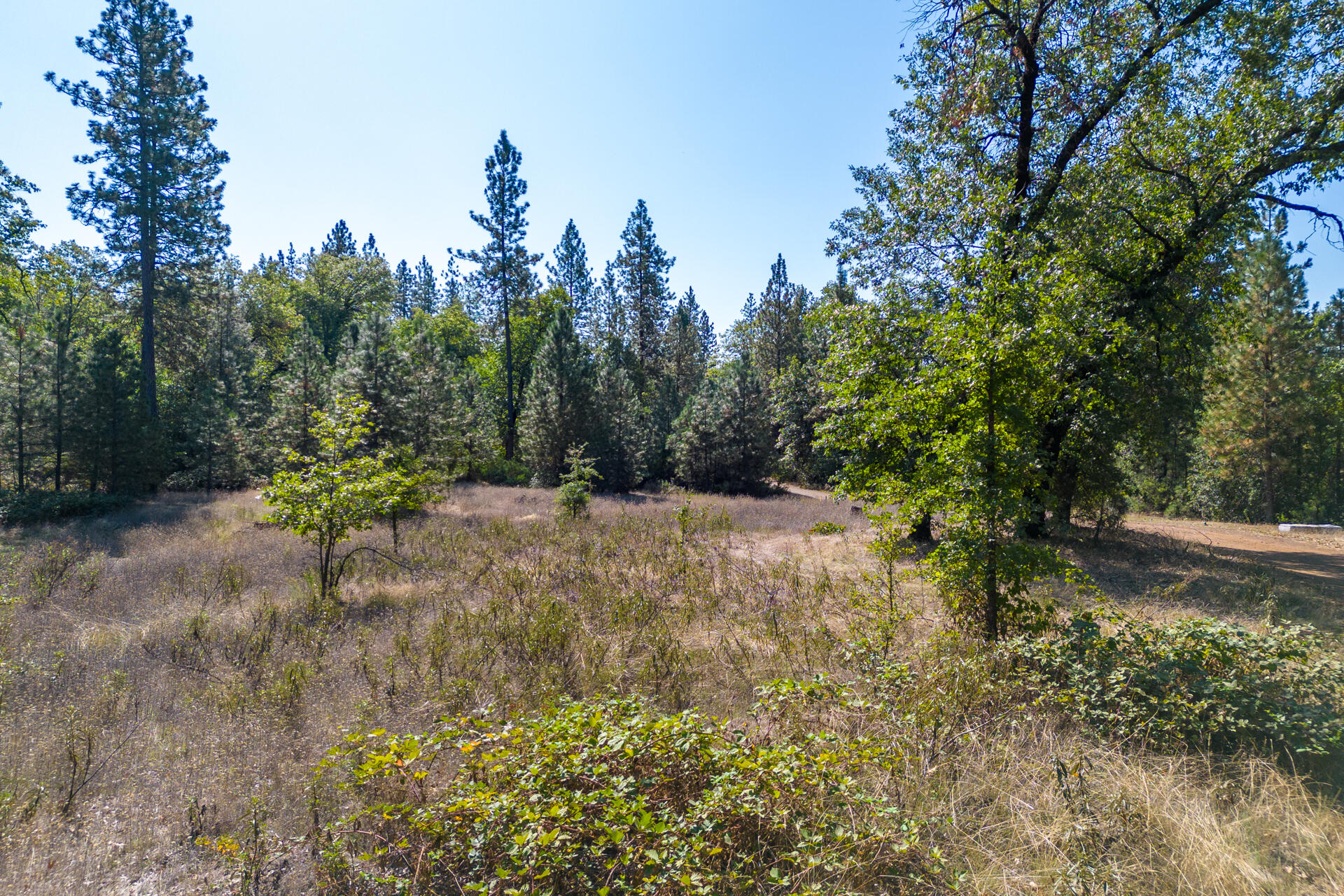 17 Acres In Lakehead Lakehead, CA 96051 - Photo 16 of 25 a view of a yard with plants and trees