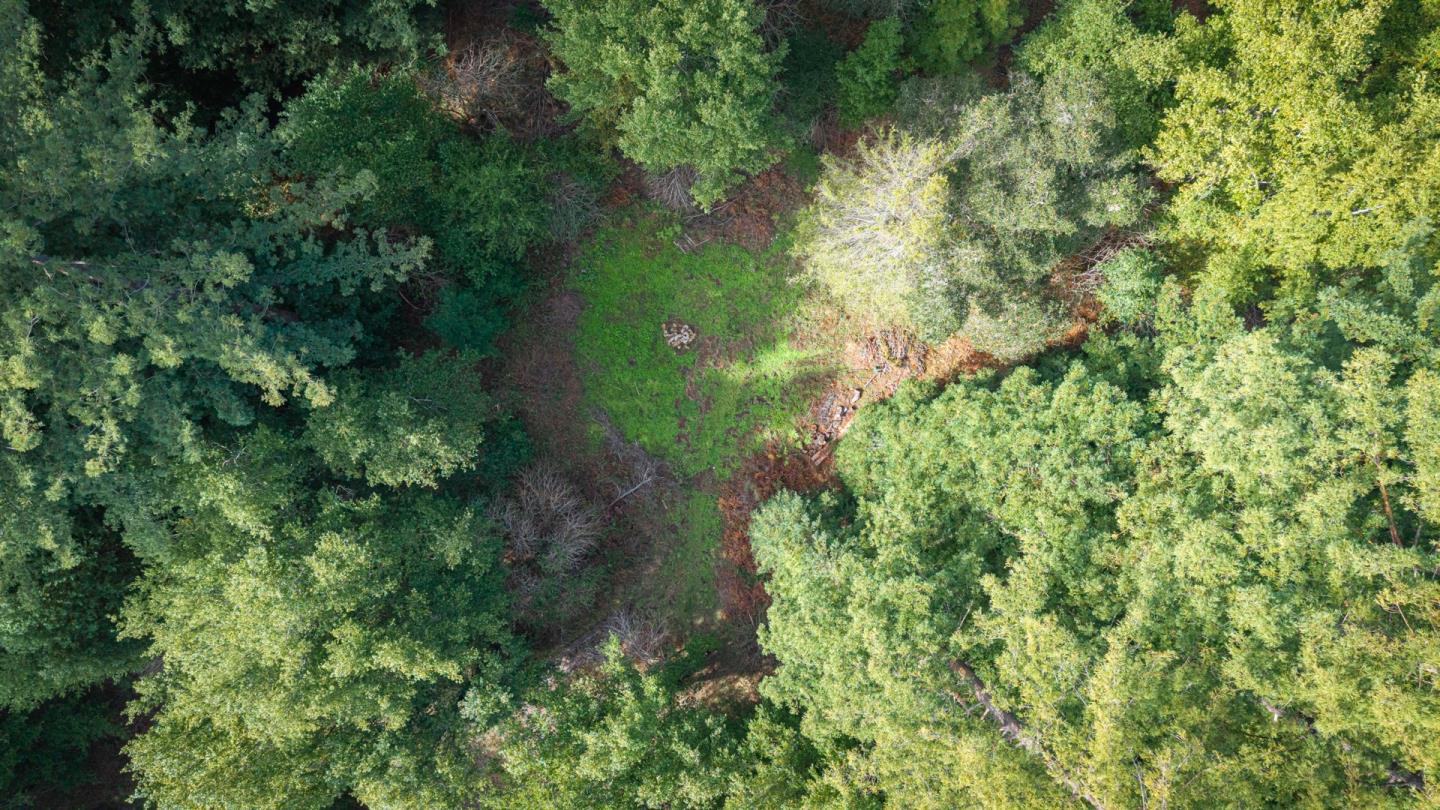 1000 Harmon Gulch Road Boulder Creek, CA 95006 - Photo 32 of 44 a view of a garden