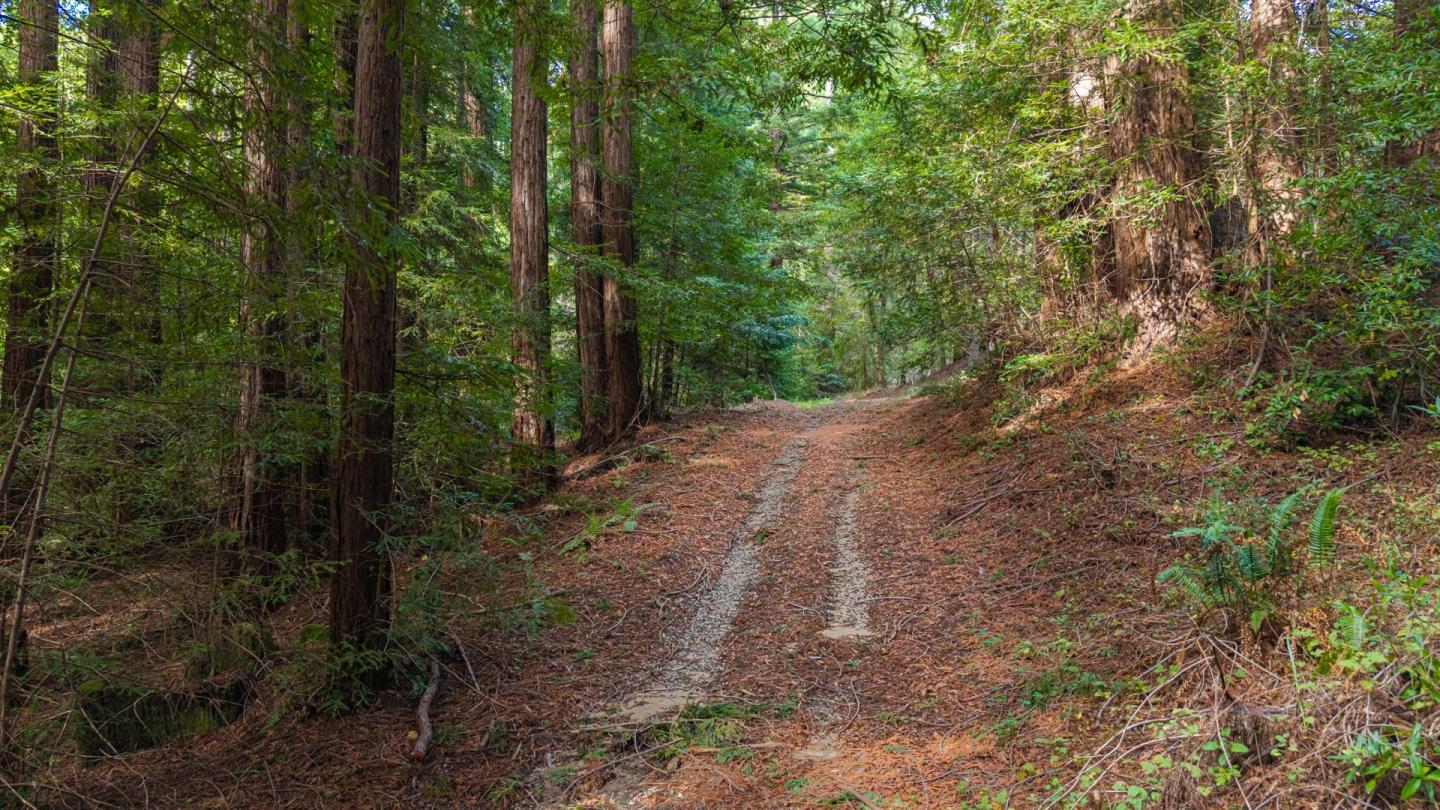 1000 Harmon Gulch Road Boulder Creek, CA 95006 - Photo 33 of 44 a view of a forest with trees in the background