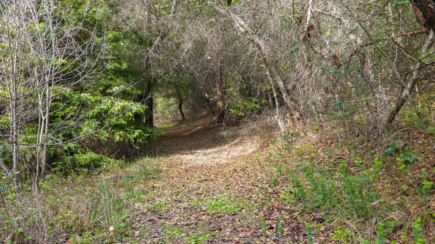 1000 Harmon Gulch Road Boulder Creek, CA 95006 - Photo 38 of 44 a view of a yard with plants and large trees