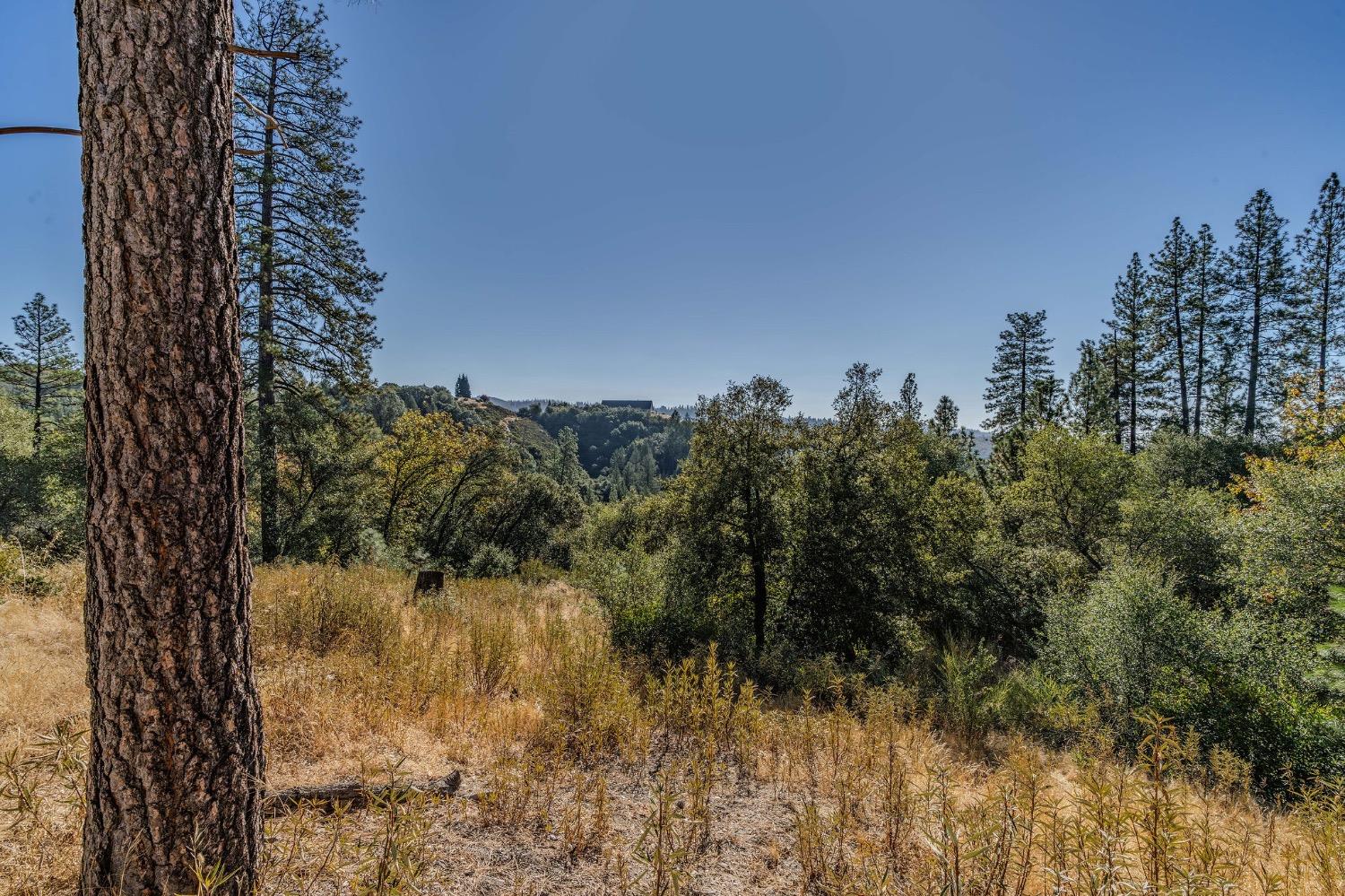 5793 Forest Lake Road Diamond Springs, CA 95619 - Photo 6 of 27 a view of a yard with a tree