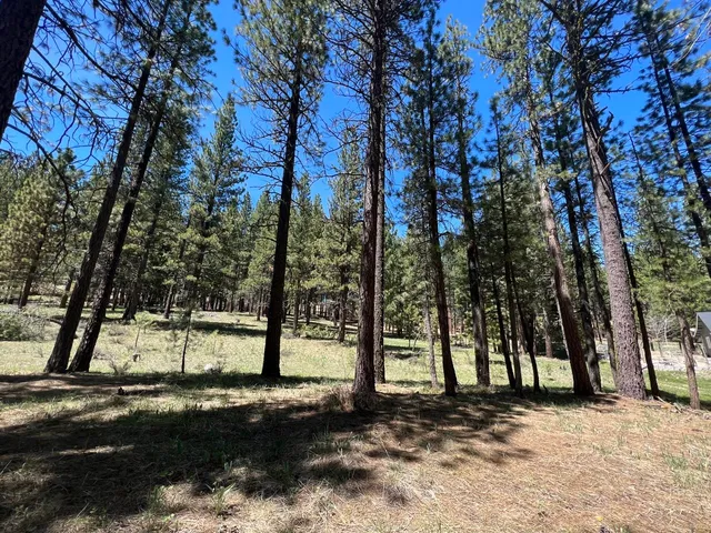 a view of a yard with trees