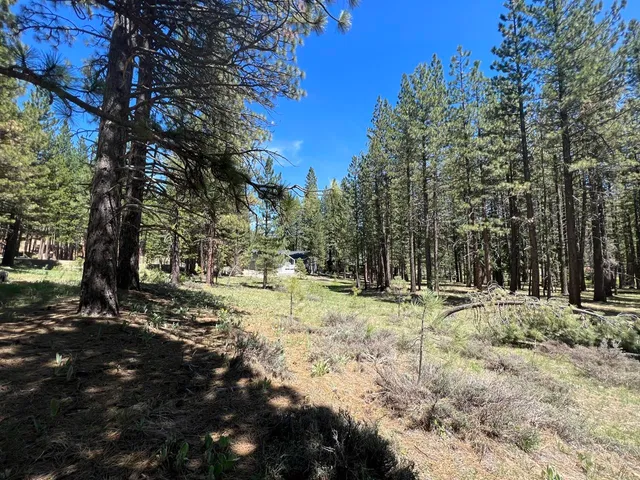 a view of a trees with a yard