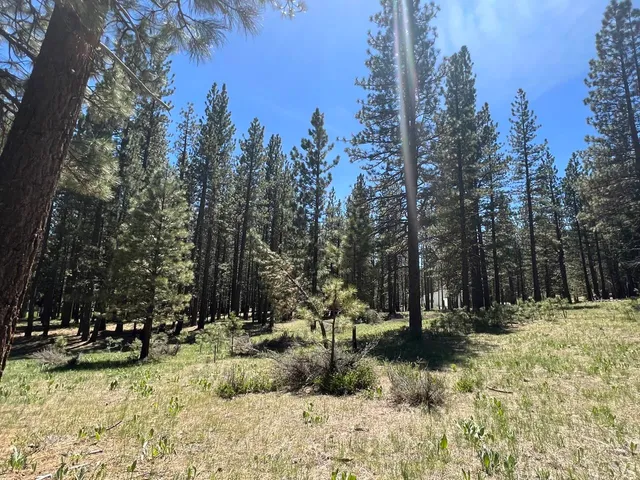 a view of a yard with trees