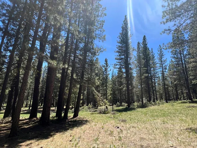 a view of a yard with trees in the background