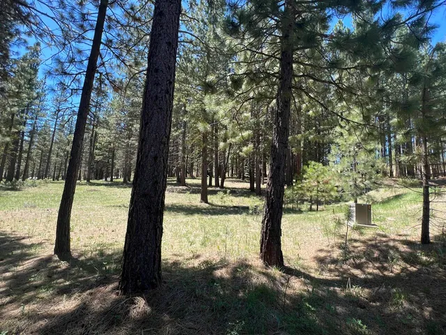 a view of a yard with trees