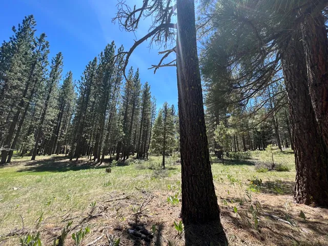a view of outdoor space with deck and trees