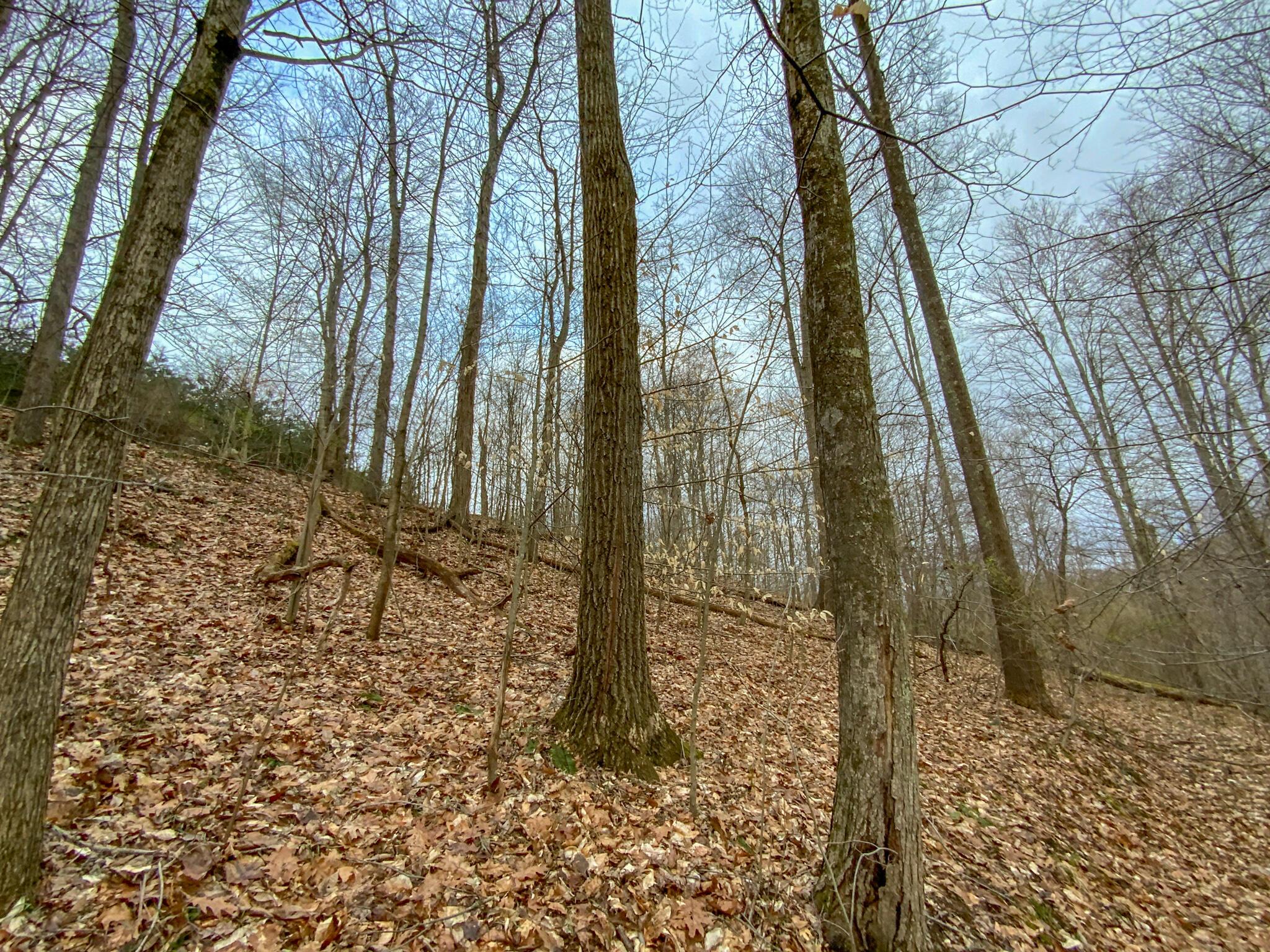 Lot 2 Fogle Road Caldwell, OH 43724 - Photo 7 of 23 IMG_5292