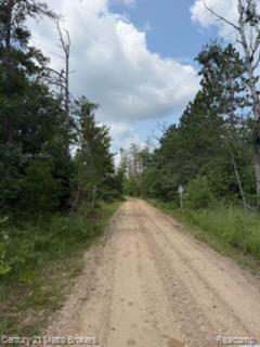 Gravel access road bordered by mature trees and natural vegetation