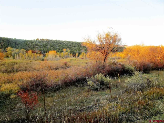 a view of a garden with potted plants