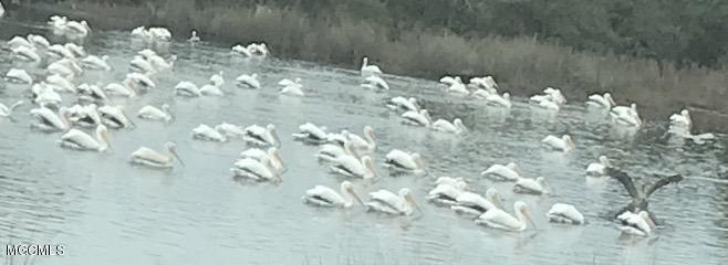 Lot 25 Ridgewood Drive Moss Point, MS 39563 - Photo 5 of 15 White Pelicans in Winter