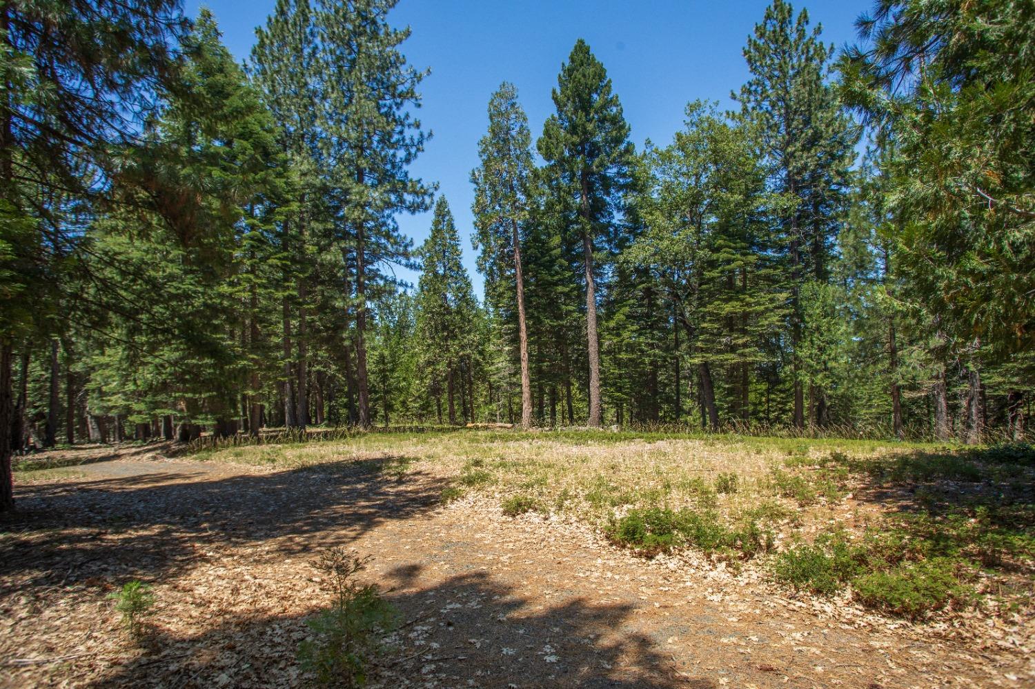 a view of a yard with large trees