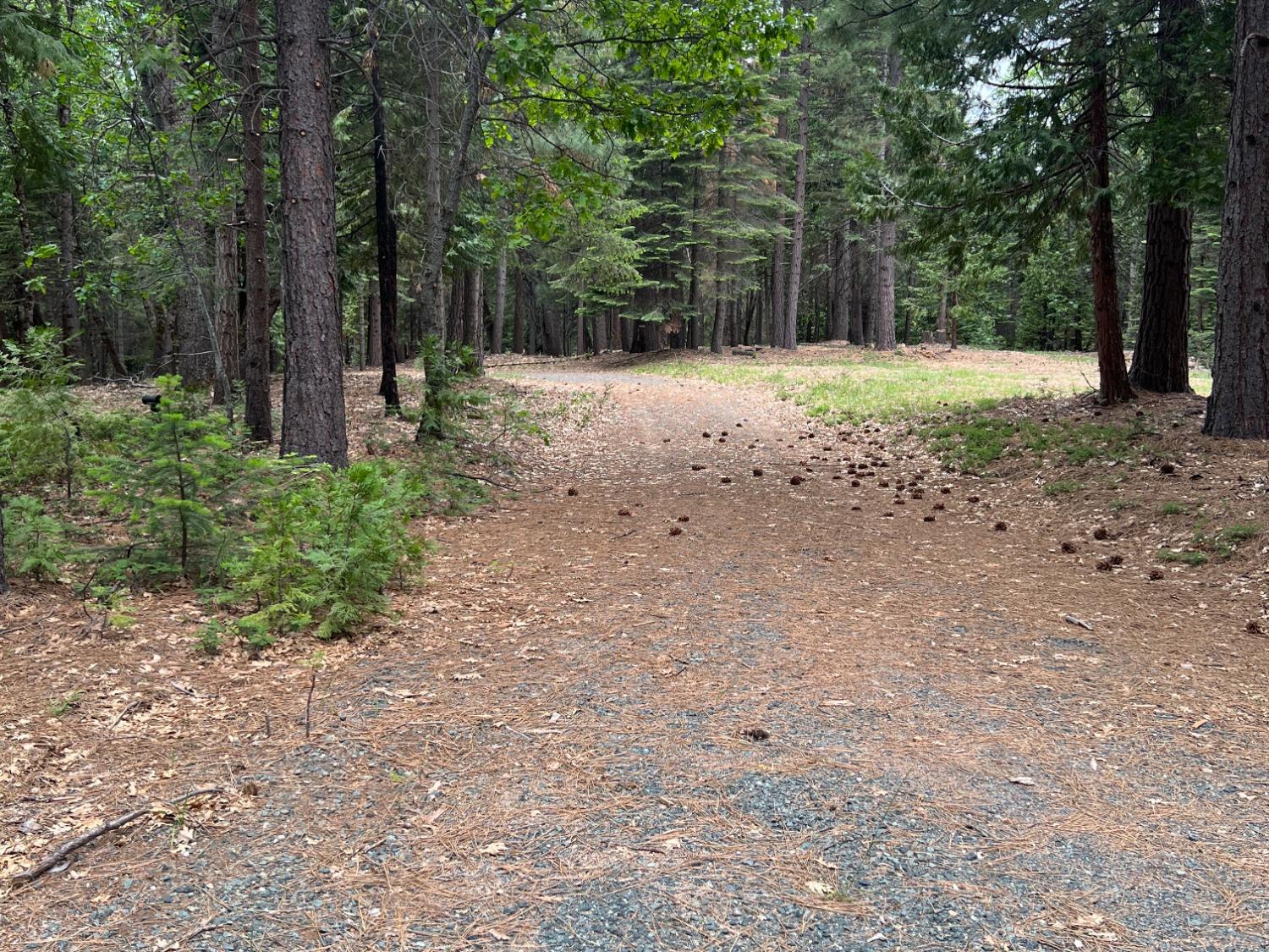 0 Canyon View Court Alta, CA 95701 - Photo 11 of 46 a backyard of a house with trees