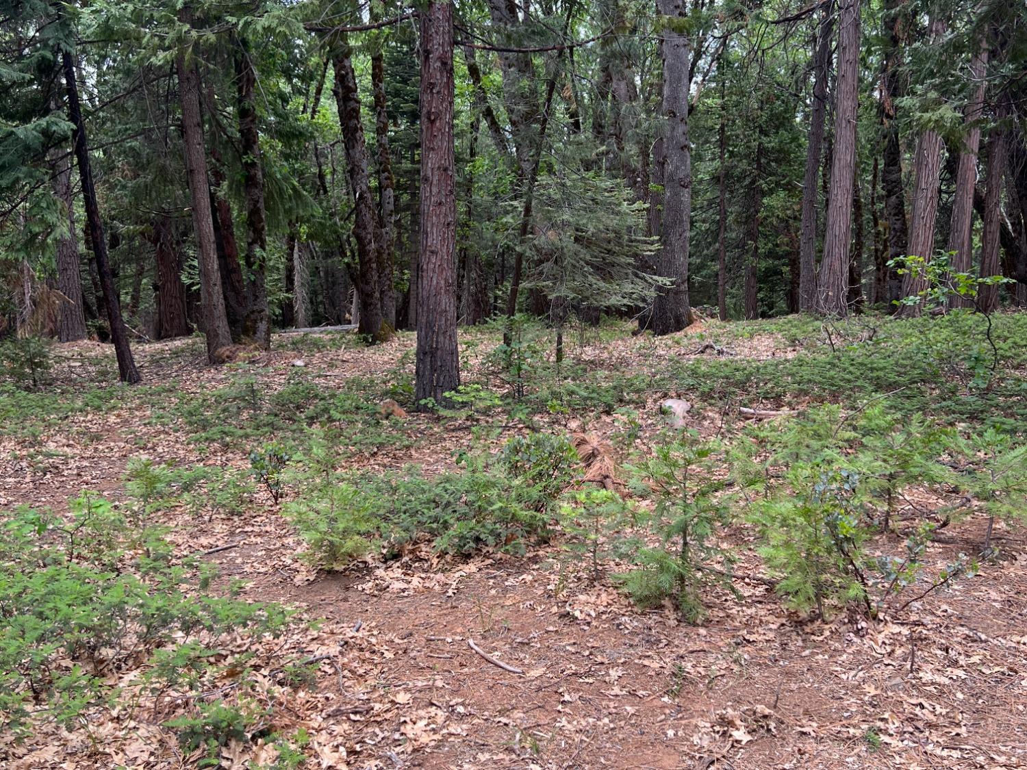 0 Canyon View Court Alta, CA 95701 - Photo 12 of 46 a backyard of a house with lots of green space