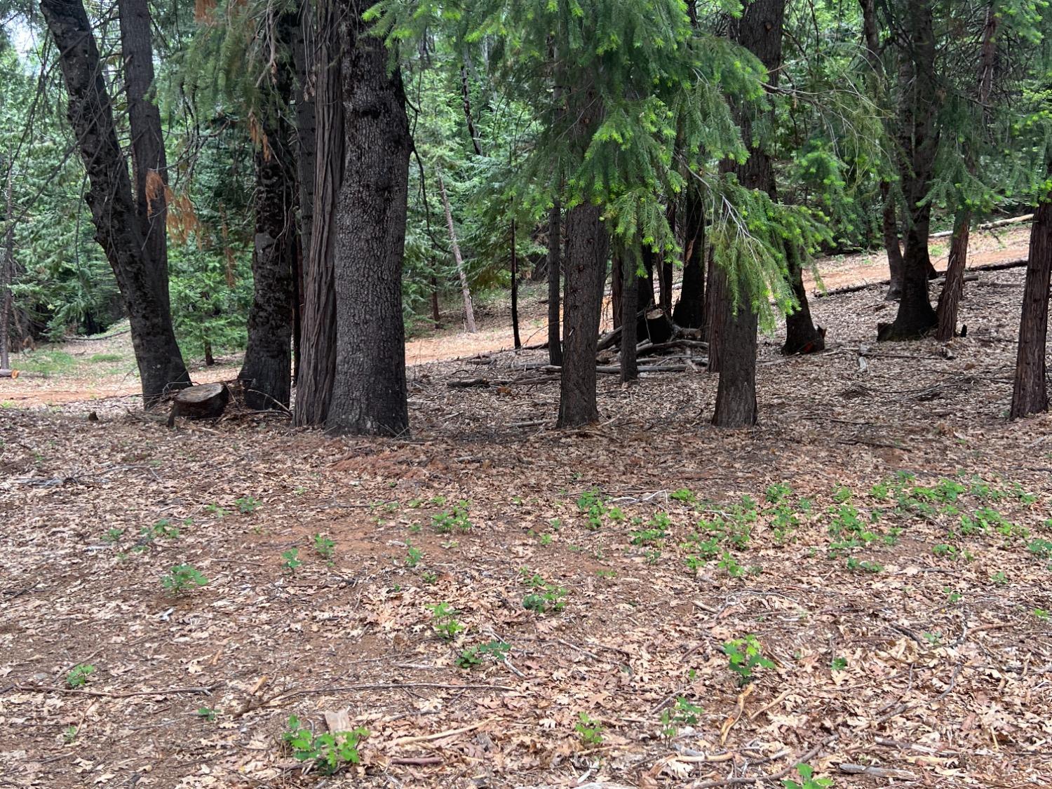 0 Canyon View Court Alta, CA 95701 - Photo 13 of 46 a view of some trees in the forest