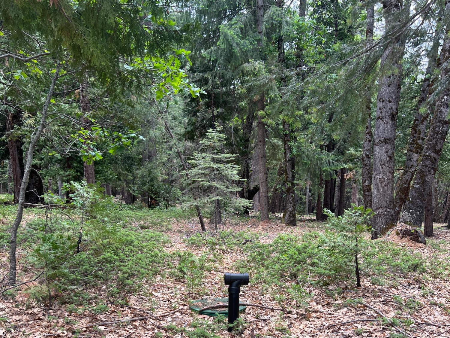 0 Canyon View Court Alta, CA 95701 - Photo 14 of 46 a backyard of a house with lots of green space