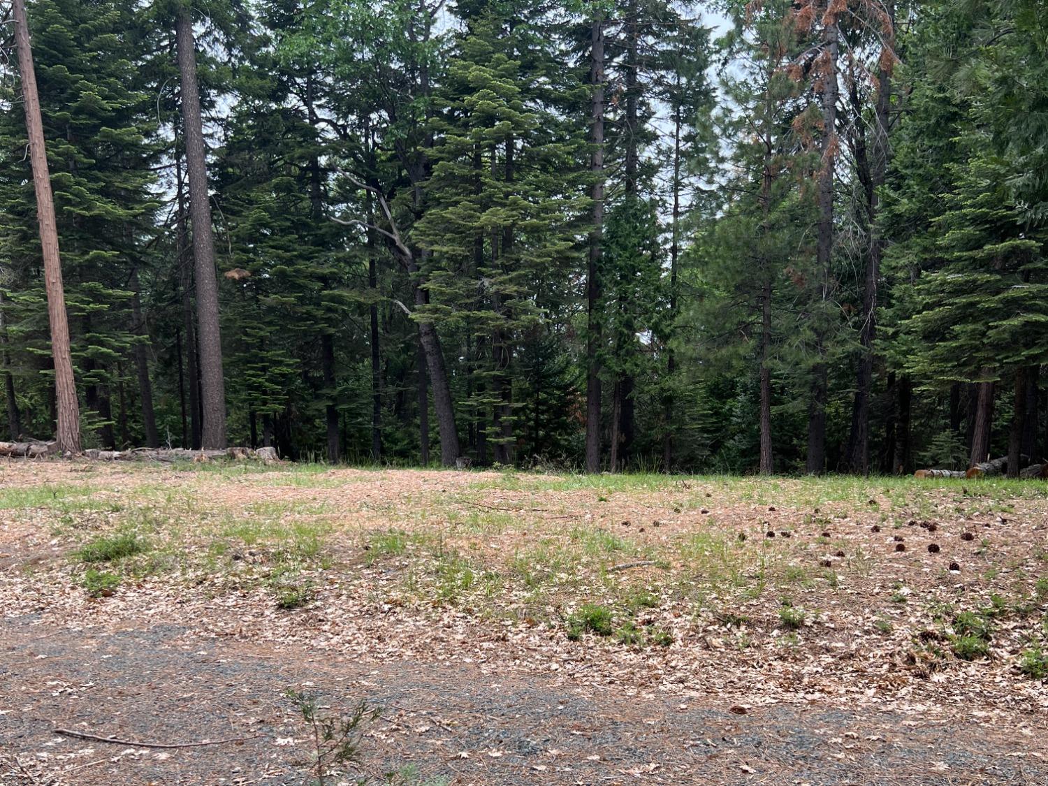 0 Canyon View Court Alta, CA 95701 - Photo 15 of 46 a street view with lots of trees