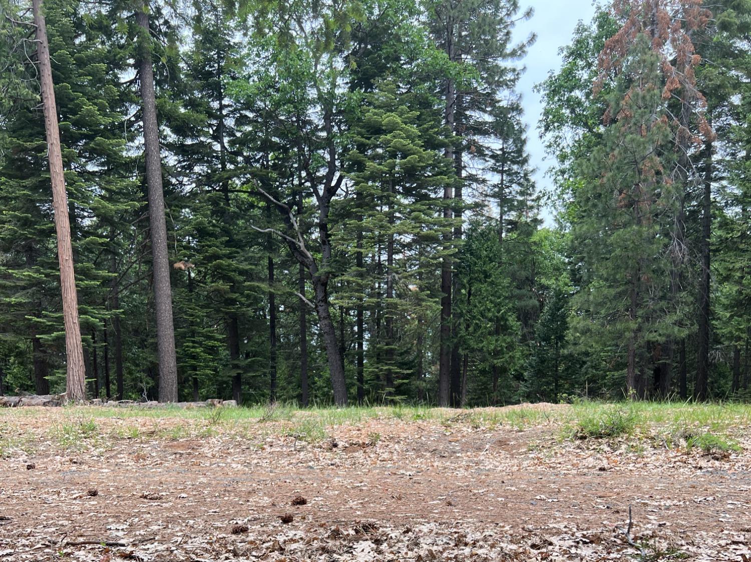 0 Canyon View Court Alta, CA 95701 - Photo 16 of 46 a wooden view of forest