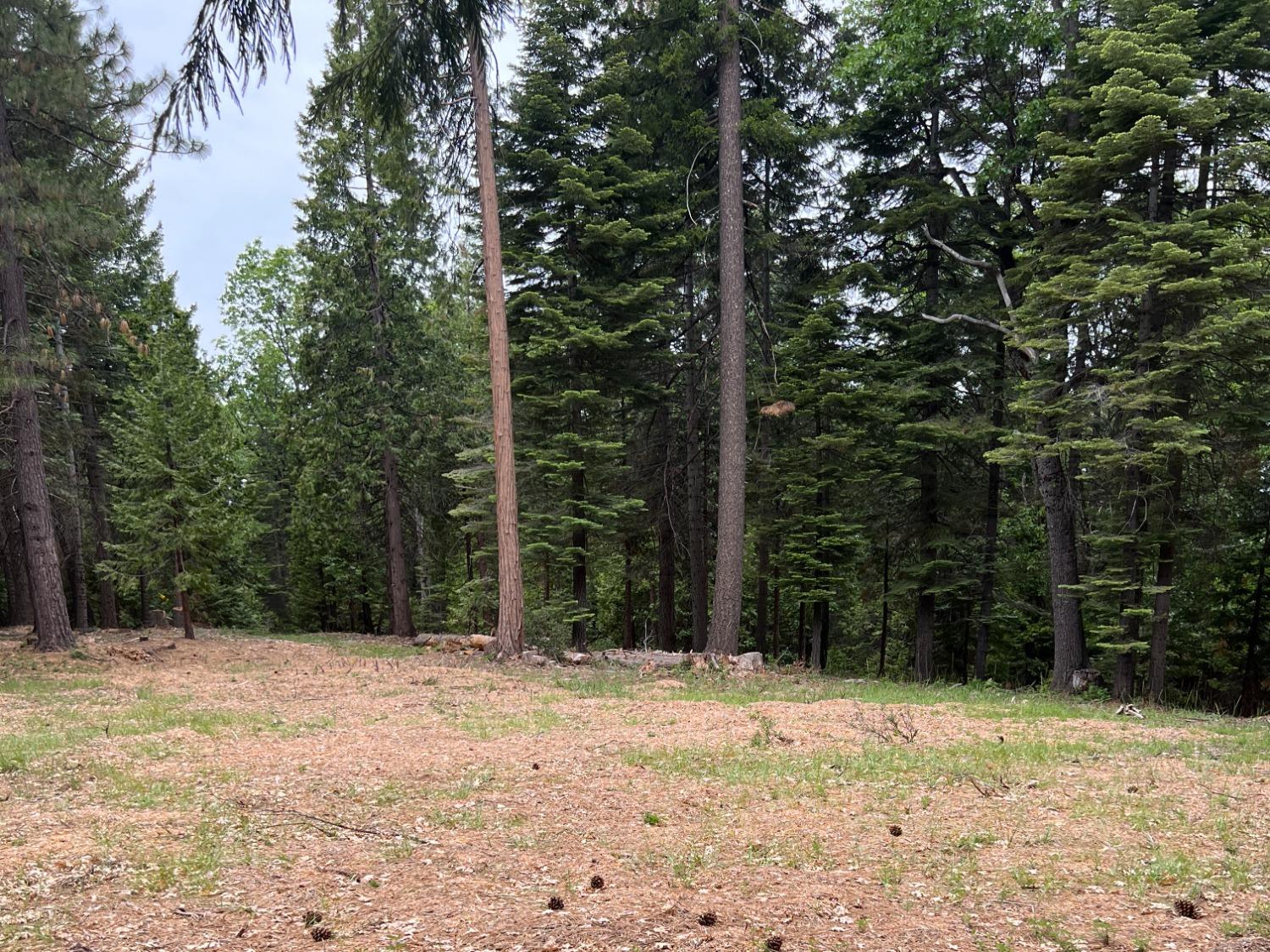 0 Canyon View Court Alta, CA 95701 - Photo 17 of 46 a view of backyard with green space