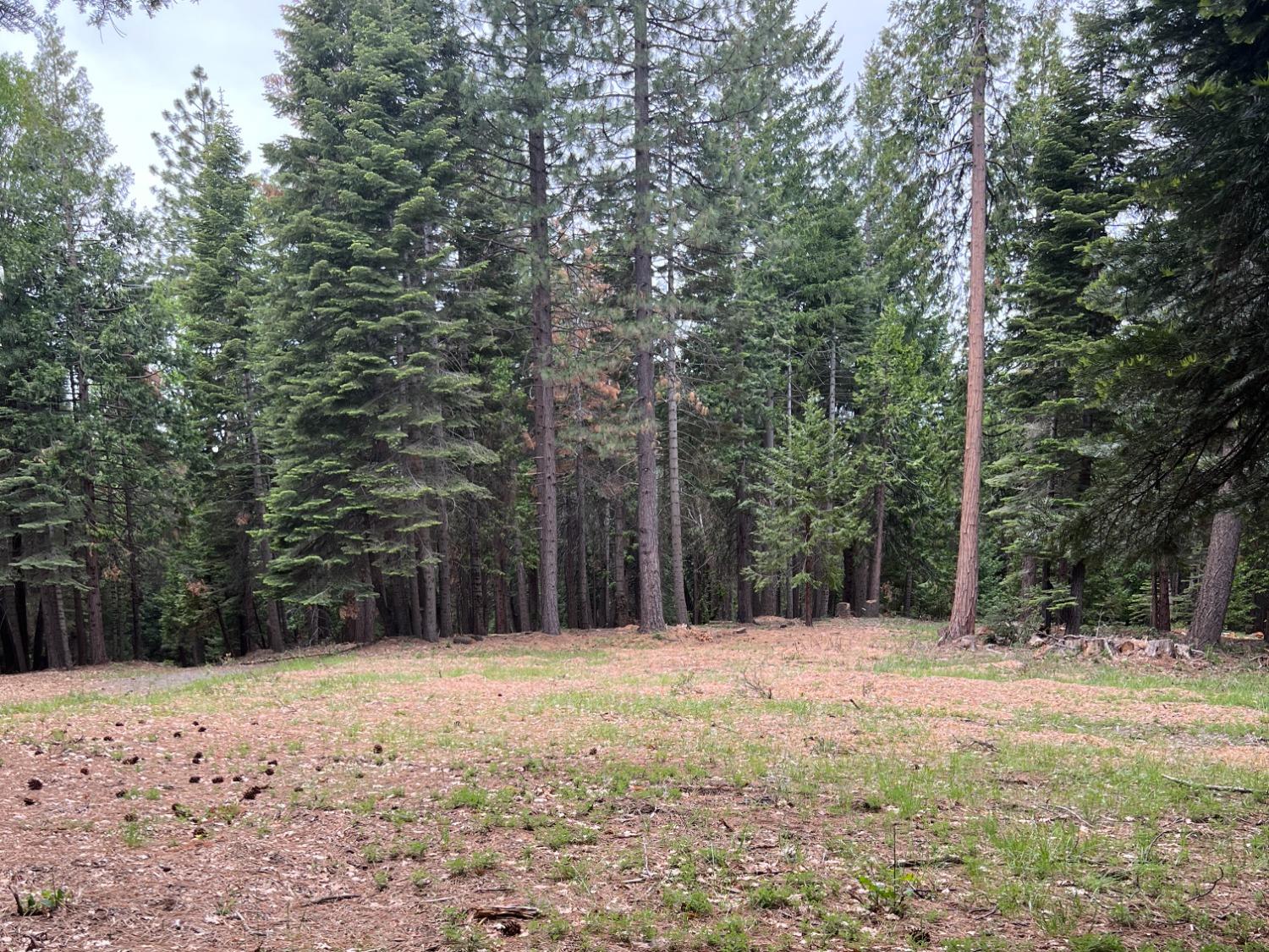 0 Canyon View Court Alta, CA 95701 - Photo 18 of 46 a outdoor space with trees