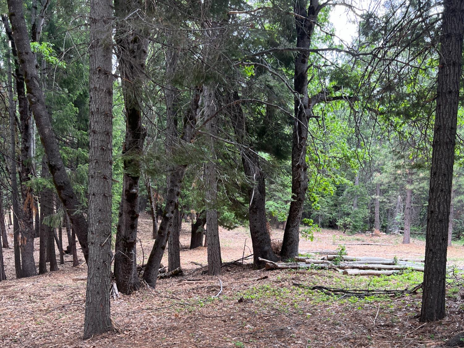 0 Canyon View Court Alta, CA 95701 - Photo 19 of 46 a view of backyard with tree