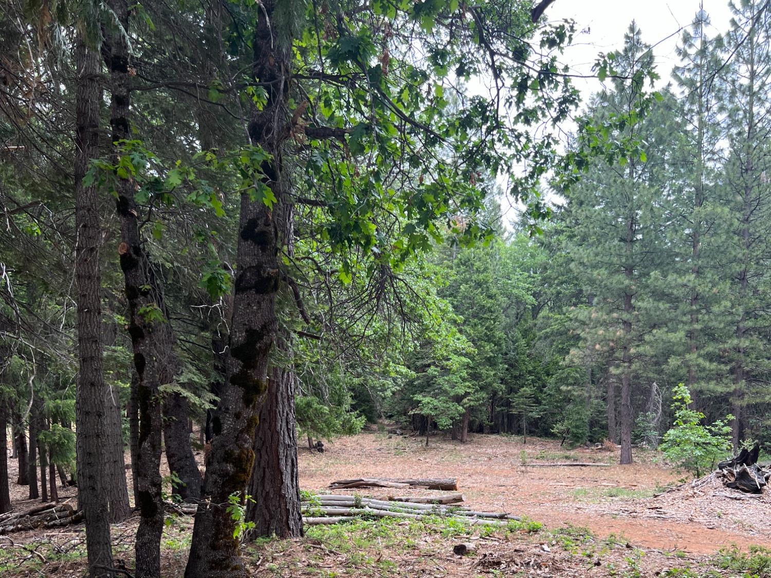 0 Canyon View Court Alta, CA 95701 - Photo 20 of 46 a view of a yard with plants and trees