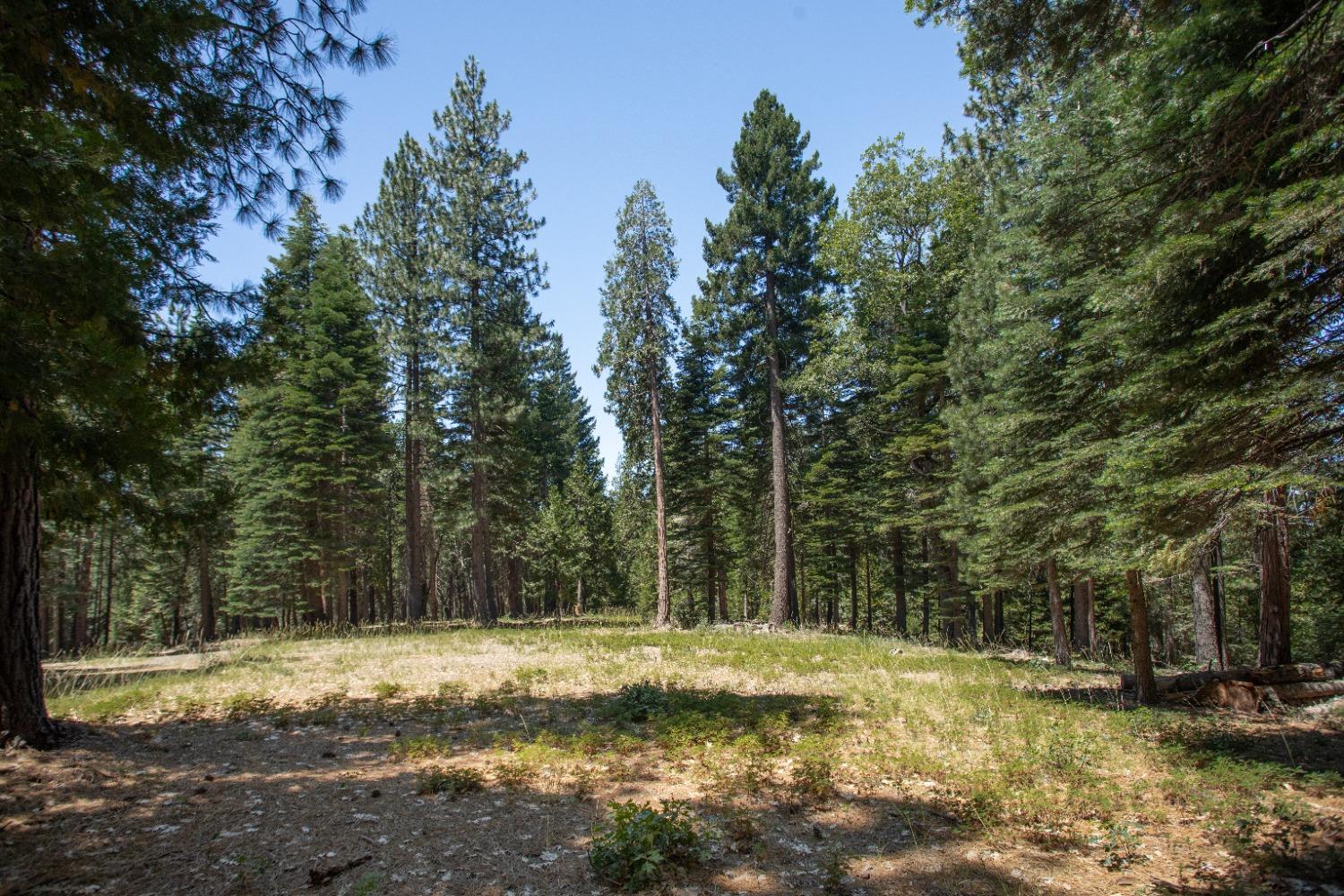 0 Canyon View Court Alta, CA 95701 - Photo 2 of 46 a view of a yard with trees