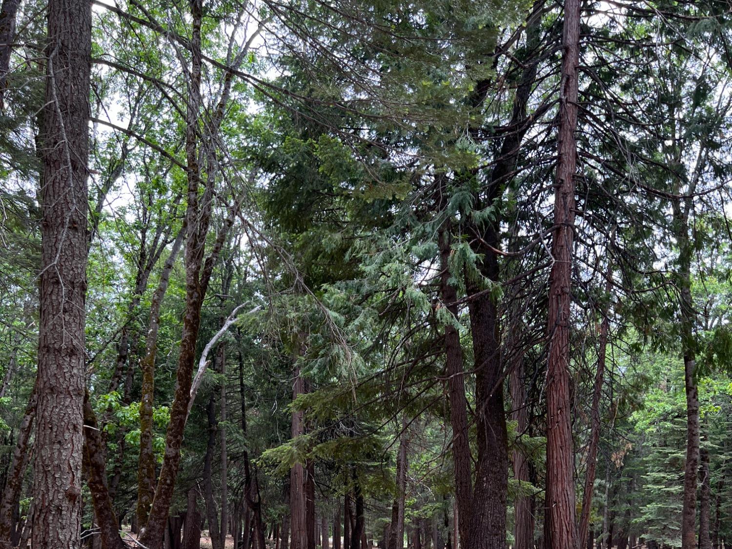 0 Canyon View Court Alta, CA 95701 - Photo 21 of 46 a view of forest