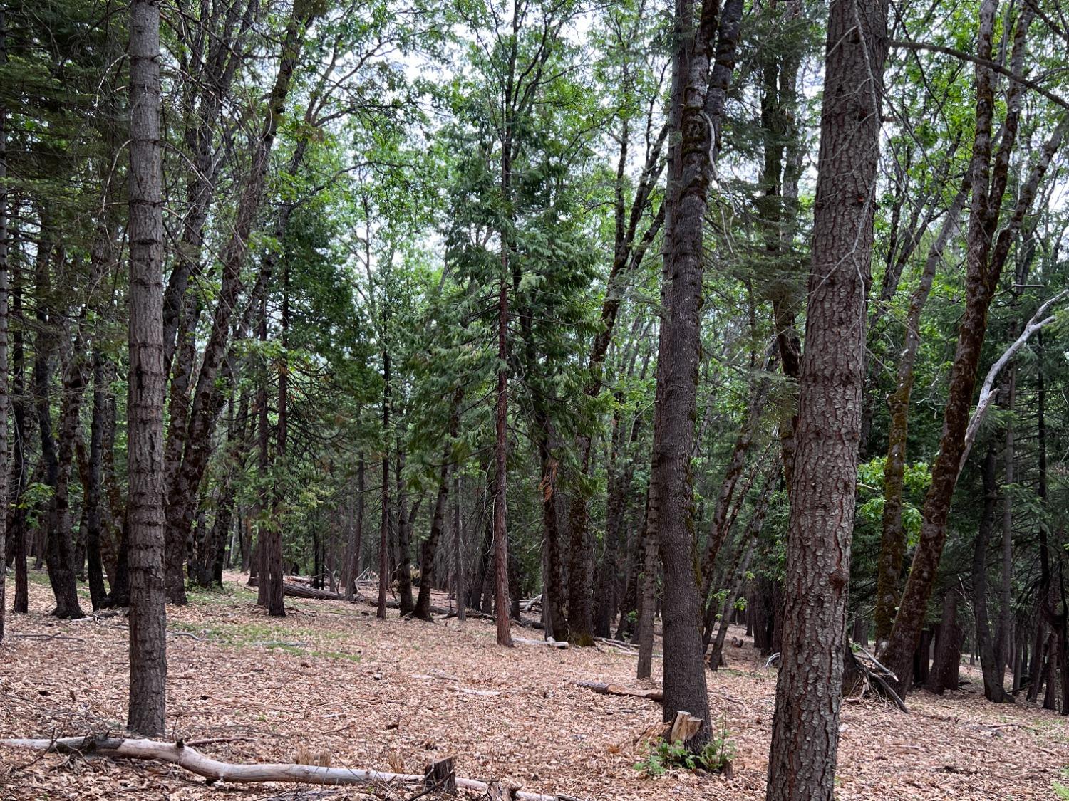 0 Canyon View Court Alta, CA 95701 - Photo 22 of 46 a view of outdoor space with trees