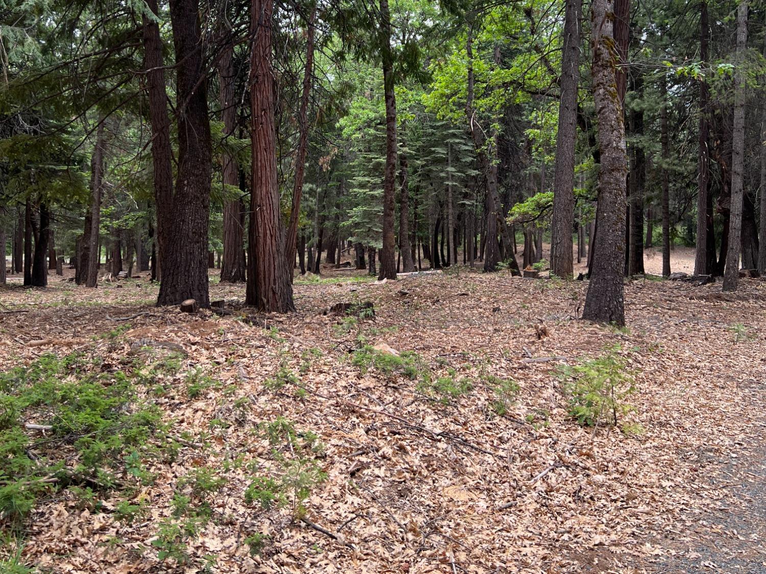 0 Canyon View Court Alta, CA 95701 - Photo 23 of 46 a view of outdoor space with trees