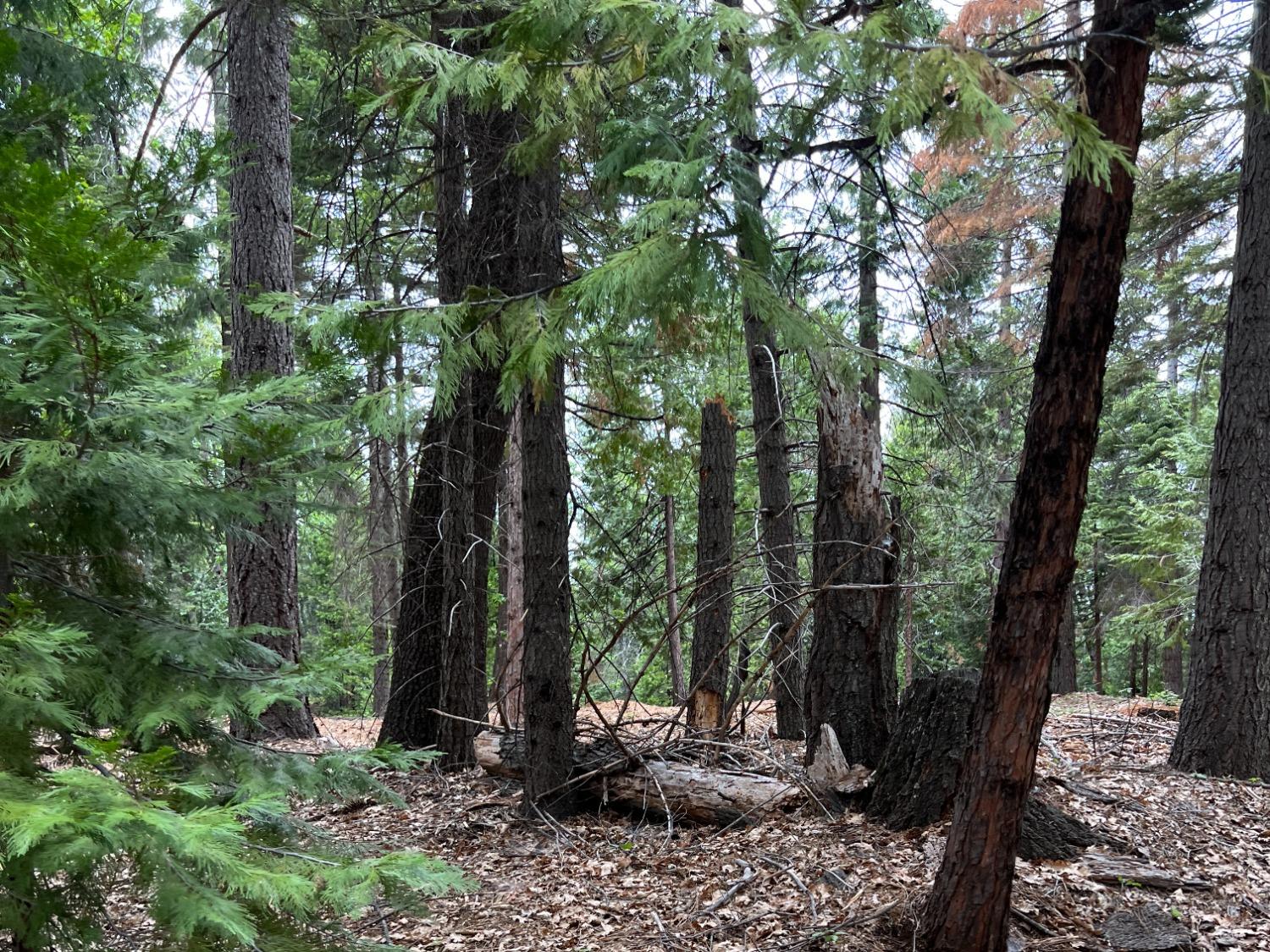0 Canyon View Court Alta, CA 95701 - Photo 24 of 46 a view of a forest with trees