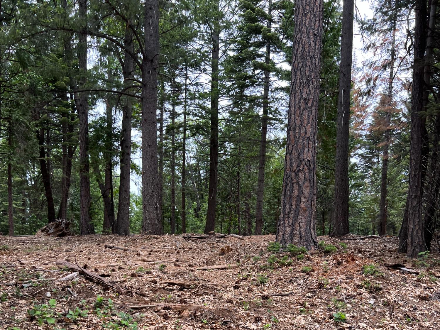 0 Canyon View Court Alta, CA 95701 - Photo 25 of 46 a view of a forest with trees