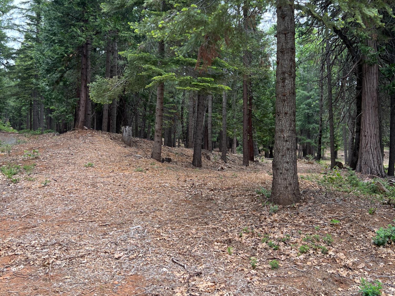 0 Canyon View Court Alta, CA 95701 - Photo 27 of 46 a backyard of a house with lots of trees