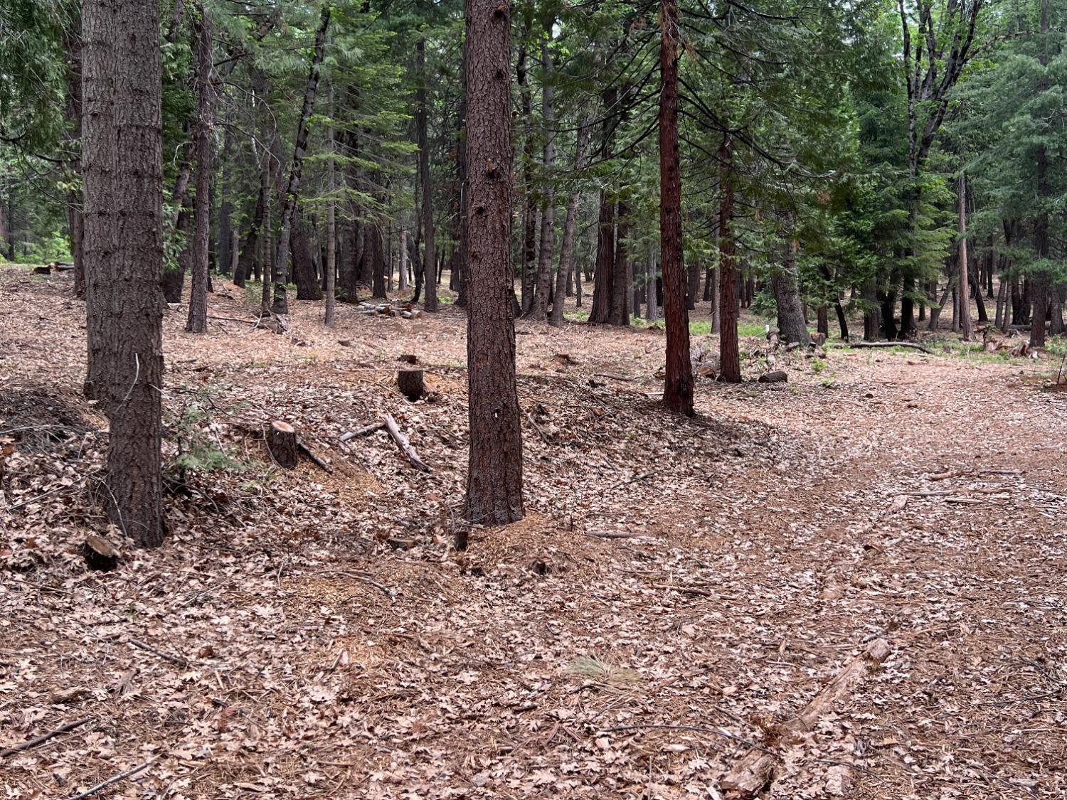0 Canyon View Court Alta, CA 95701 - Photo 28 of 46 a view of outdoor space with trees