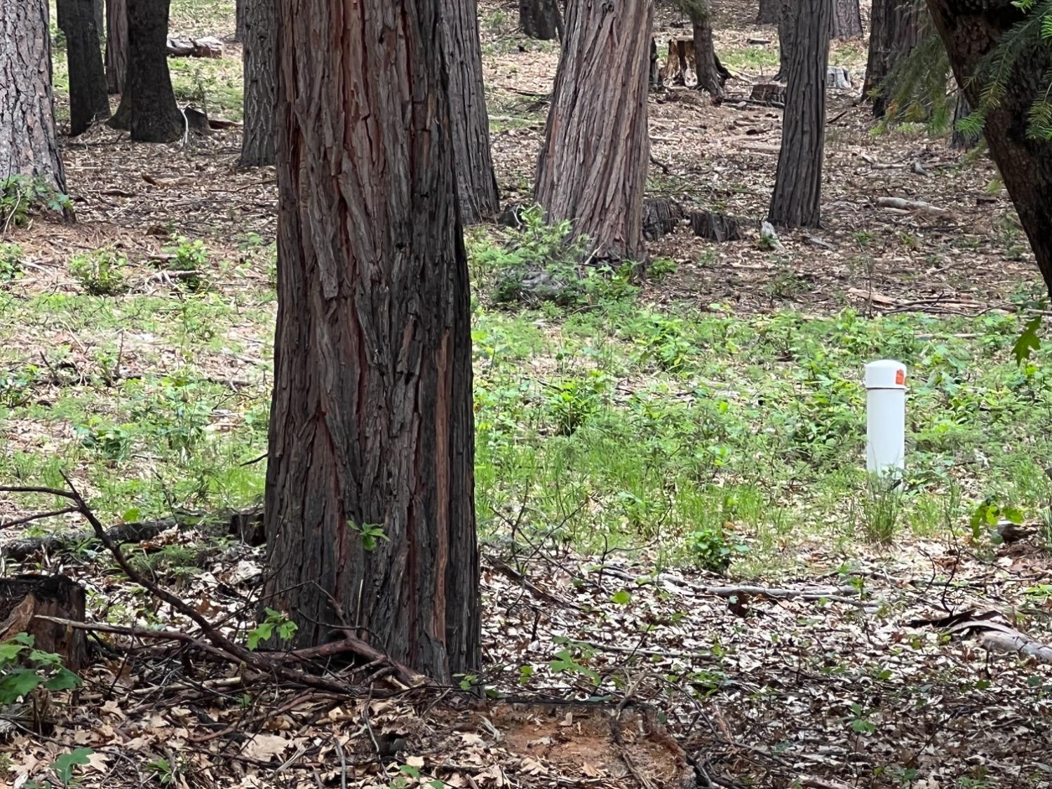 0 Canyon View Court Alta, CA 95701 - Photo 29 of 46 a view of a garden with potted plants