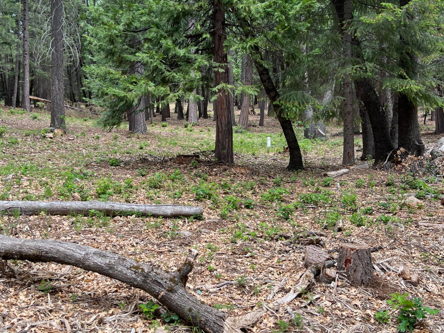 0 Canyon View Court Alta, CA 95701 - Photo 30 of 46 a backyard of a house with lots of green space