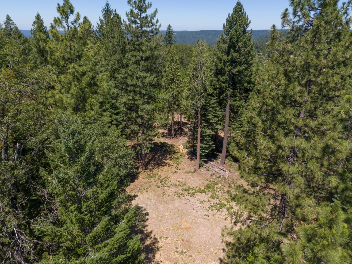 0 Canyon View Court Alta, CA 95701 - Photo 33 of 46 a view of a yard with plants and trees
