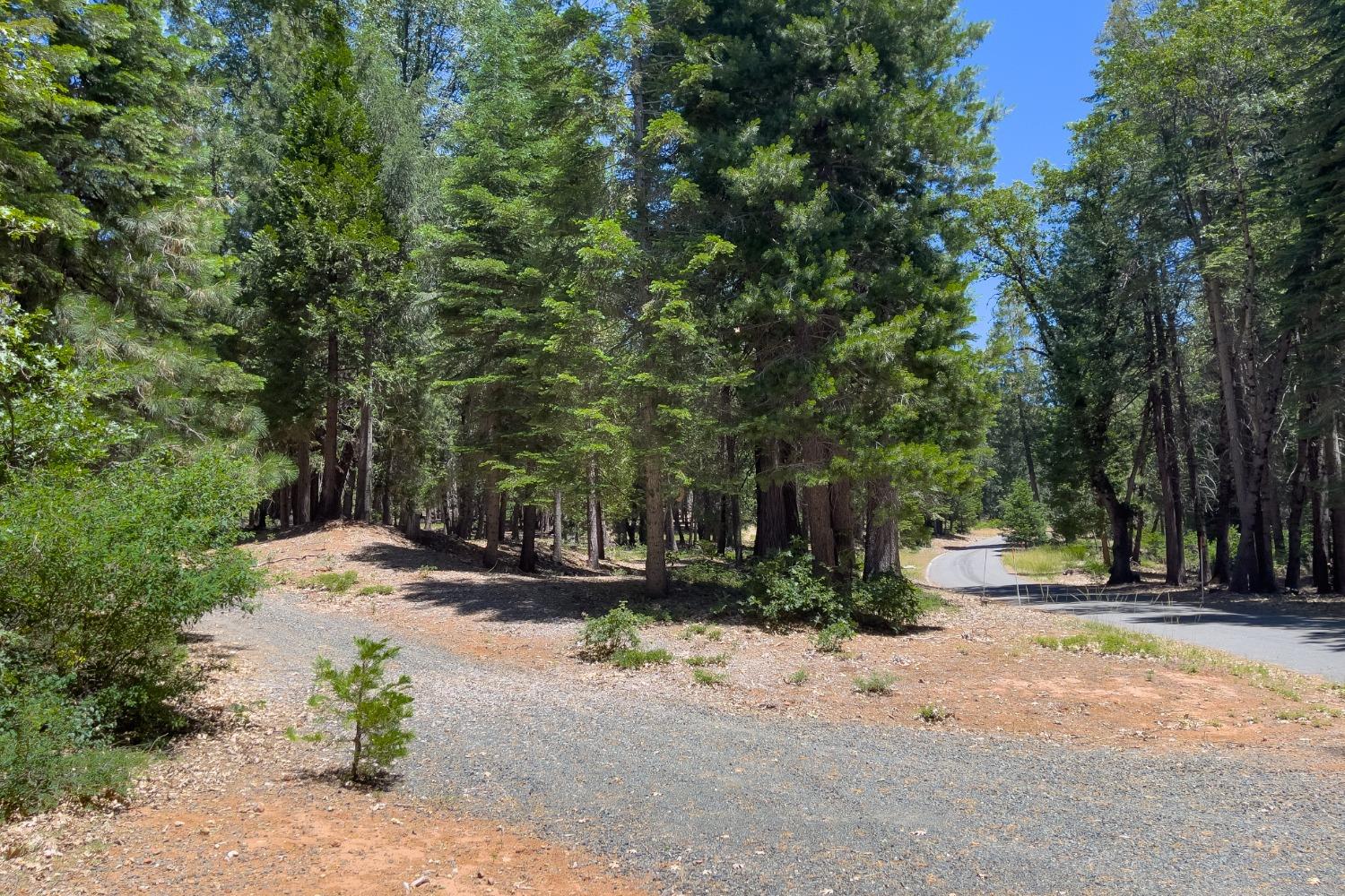 0 Canyon View Court Alta, CA 95701 - Photo 37 of 46 a view of a park with plants and trees