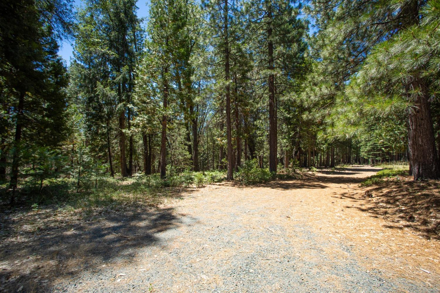 0 Canyon View Court Alta, CA 95701 - Photo 42 of 46 a view of dirt yard with a large tree