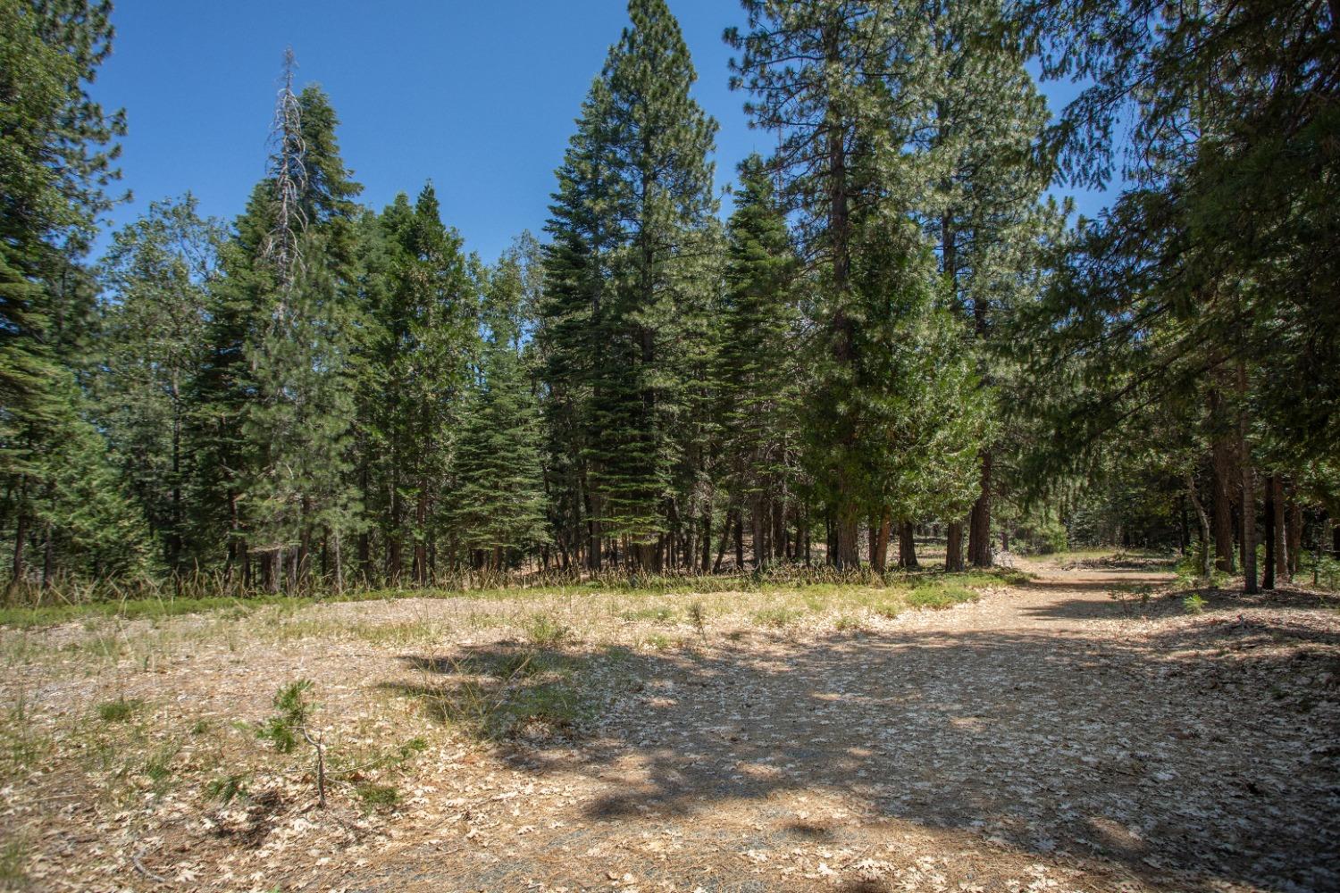 0 Canyon View Court Alta, CA 95701 - Photo 44 of 46 a view of yard with trees