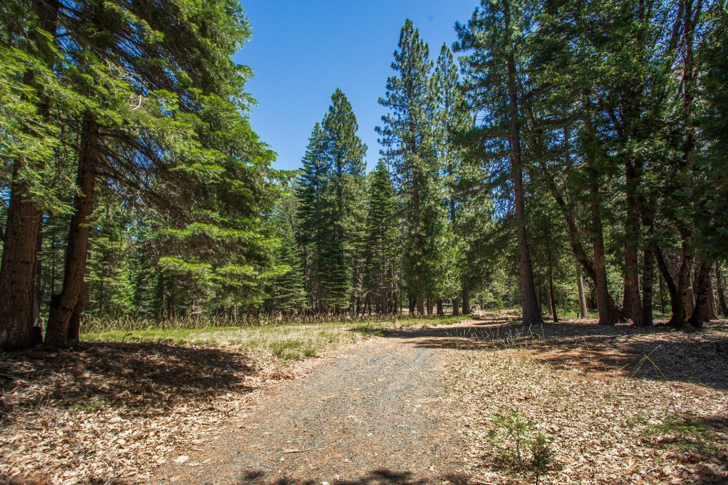 0 Canyon View Court Alta, CA 95701 - Photo 45 of 46 a view of outdoor space with trees