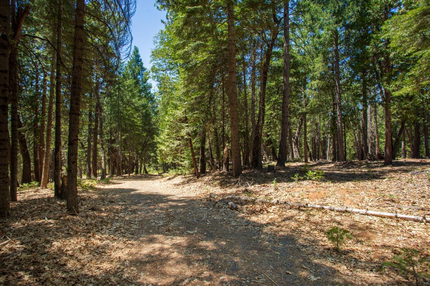 0 Canyon View Court Alta, CA 95701 - Photo 46 of 46 a view of a yard with trees