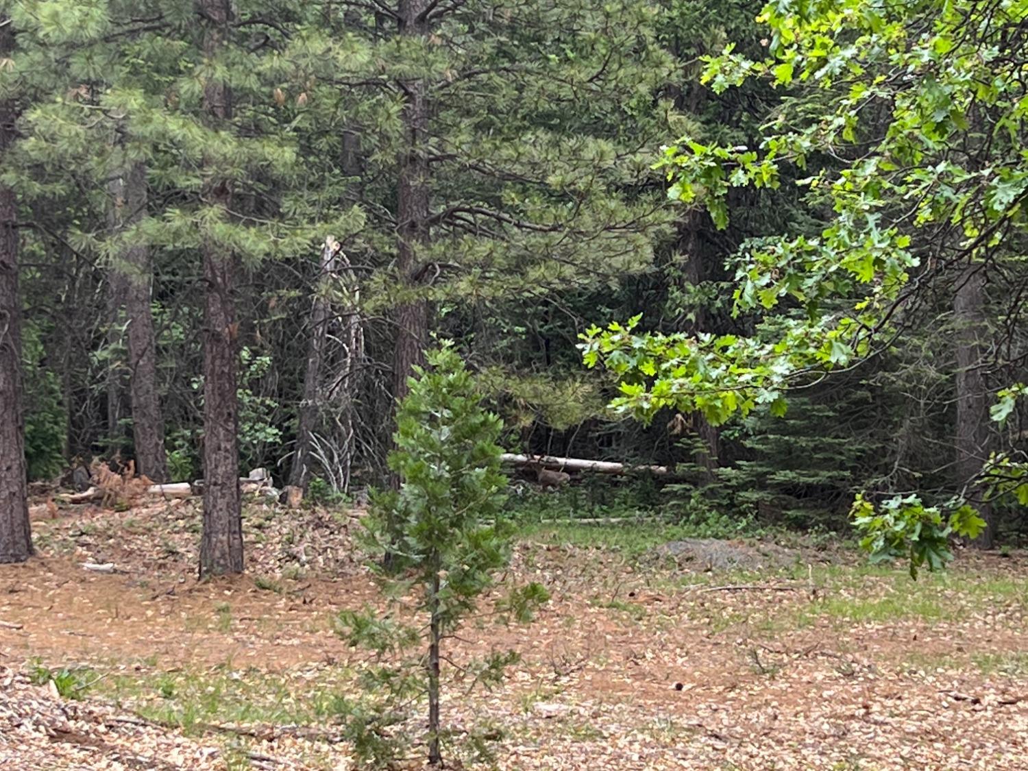 0 Canyon View Court Alta, CA 95701 - Photo 9 of 46 a view of a yard with plants and large trees