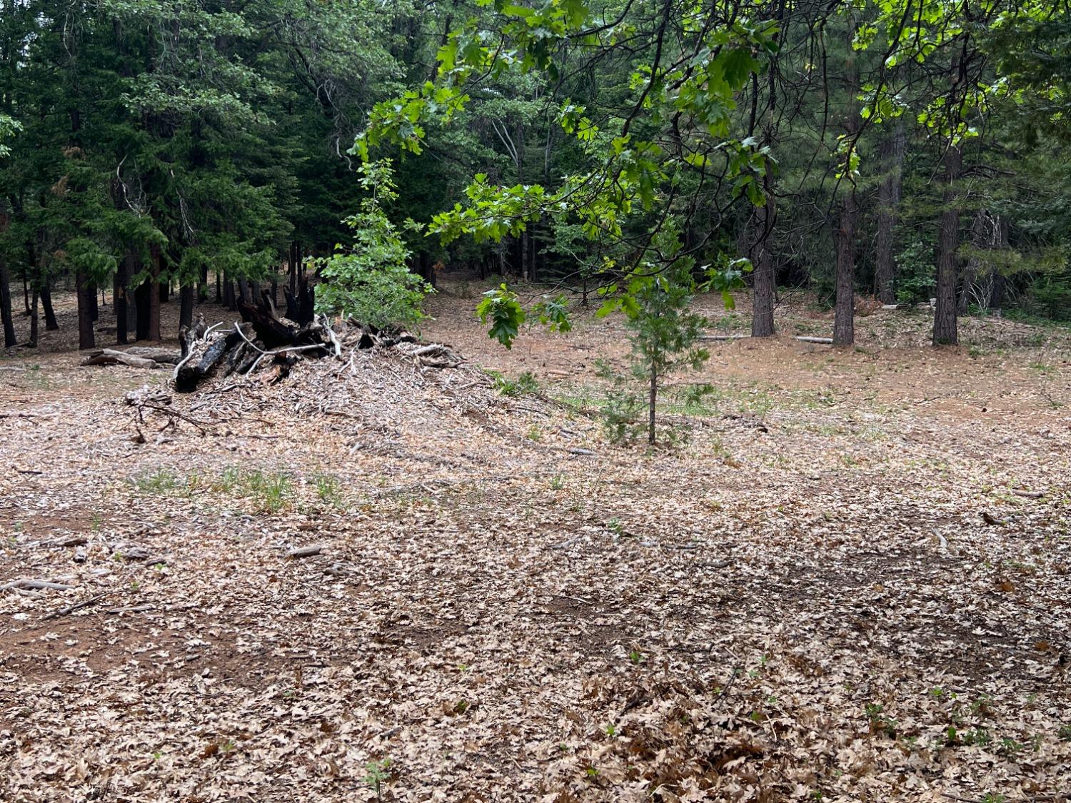 0 Canyon View Court Alta, CA 95701 - Photo 10 of 46 a view of backyard with green space